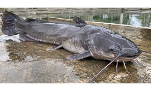 Cat fish